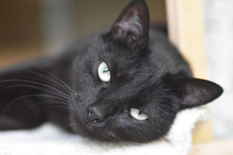 THEO 220 95610 ragny