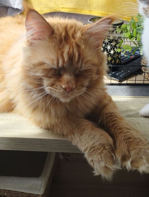 Saillie Maine coon LOOF 350 