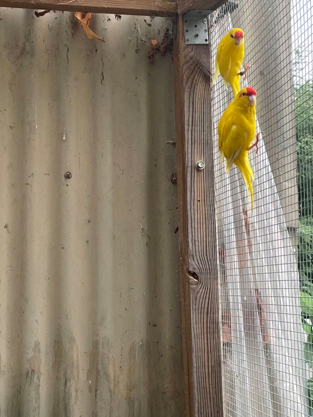   kakariki jaune 