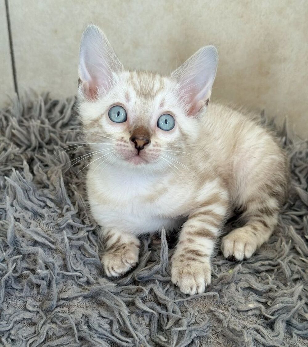   Chatons Bengal LOOF & Snow / Silver / brown & Prestigieuses origines & qualit expo 