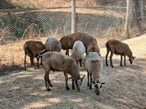   Mouton camerounais 