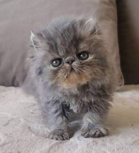 Chaton PERSAN FEMELLE, loof 1200 20166 Pietrosella