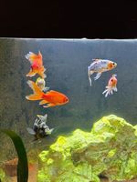   Don poissons 