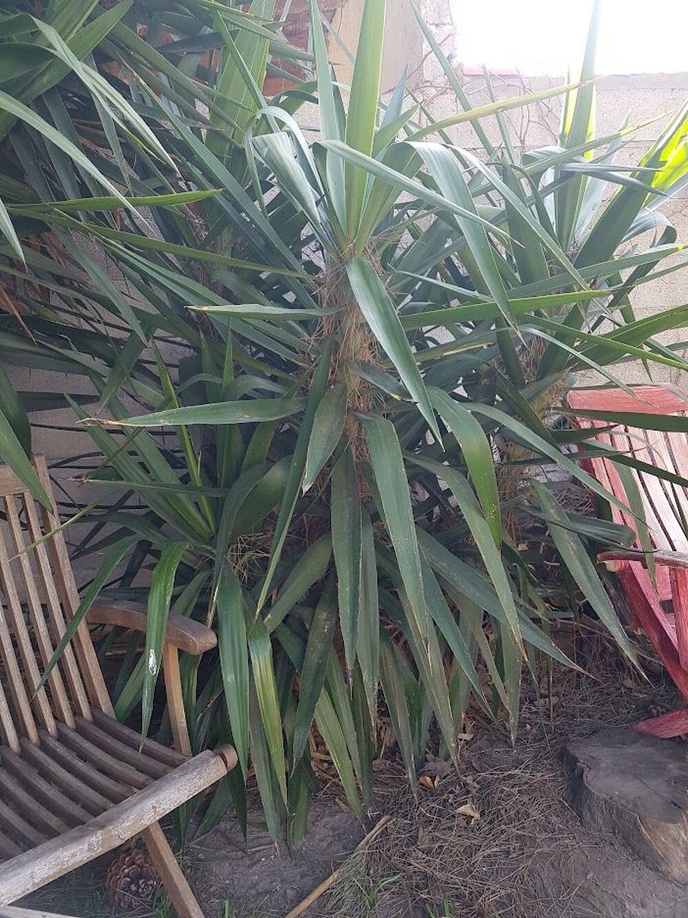 Pousse yuccas Jardin