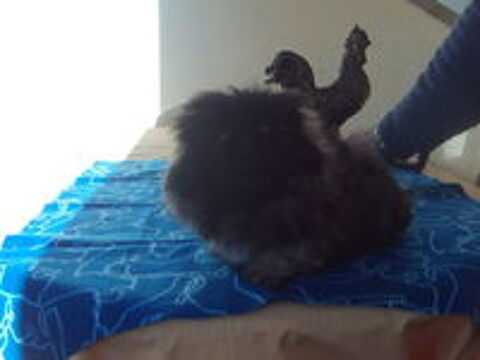   tr�s beaux chiots pekinois lof
issus lign�e multi champions
