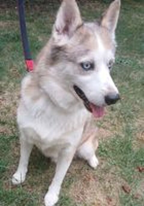   Pomsky F2 a placer  