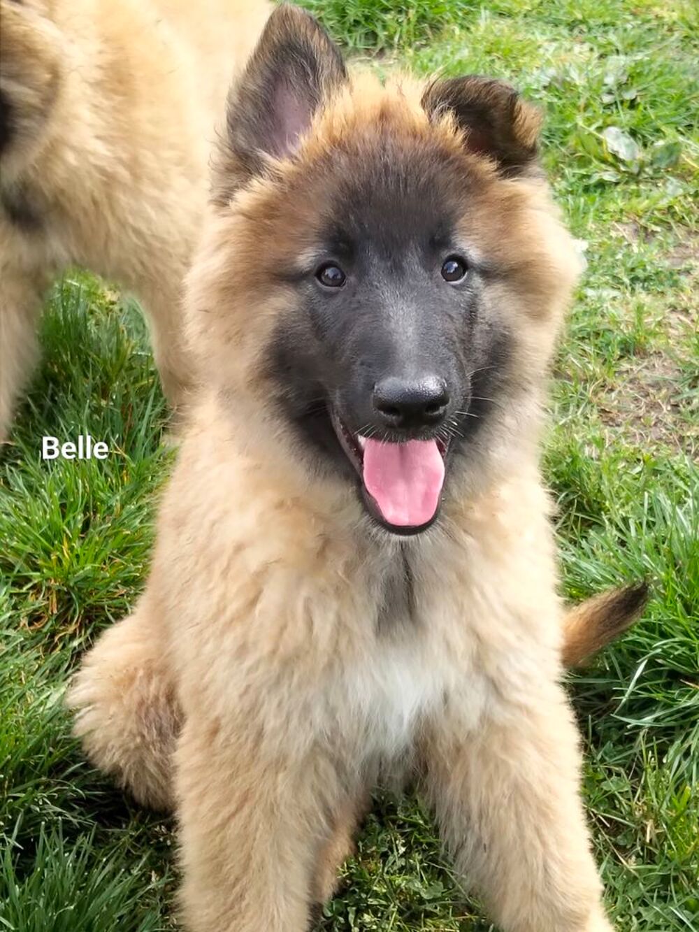   5 Chiots berger belge tervueren disponible 
