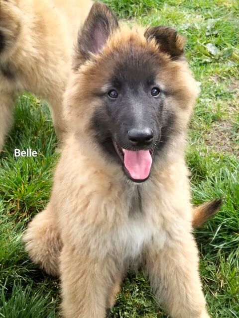 5 Chiots berger belge tervueren disponible 1200 03800 Gannat