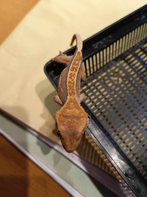Geckos  crte juvniles 67200 Strasbourg
