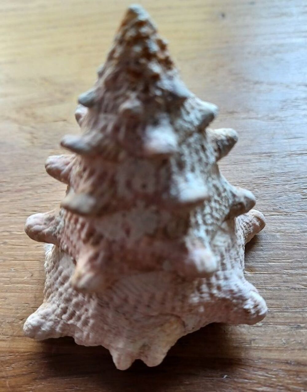 Coquillage Tectus Dentatus 
