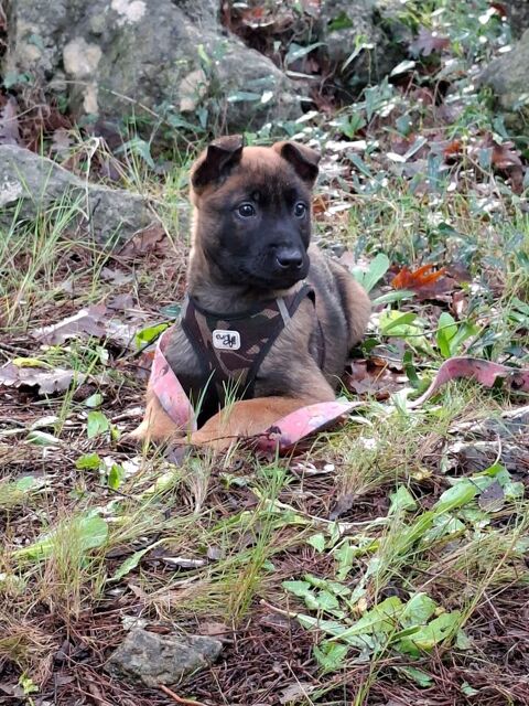 berger belge malinois 800 83170 Brignoles
