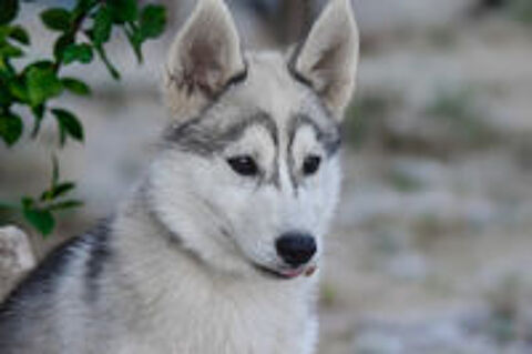   Chiot femelle Husky sibérien  