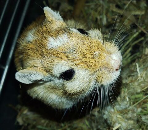 Dons 2 gerbilles ? 0 13400 Aubagne