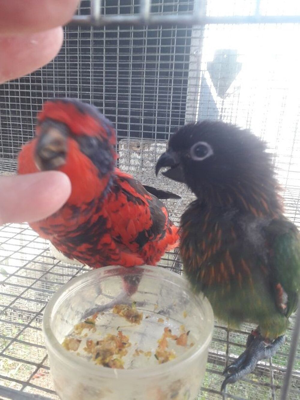   Cède Lori éos réticulatas Male seul ,ou couple élevé main  