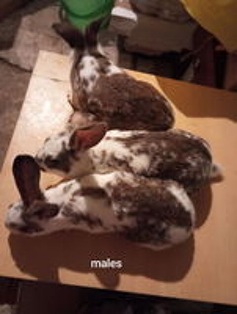   Lapin fermier  
