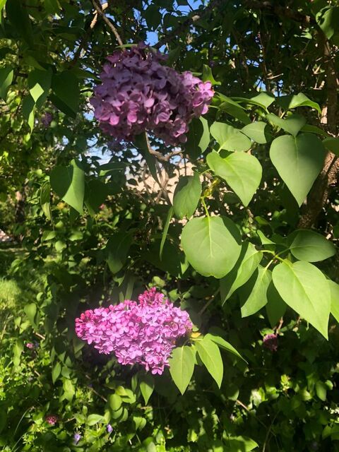   MAISON DE VILLAGE T3 Maison - 3 pi�ce(s) - 73 m�