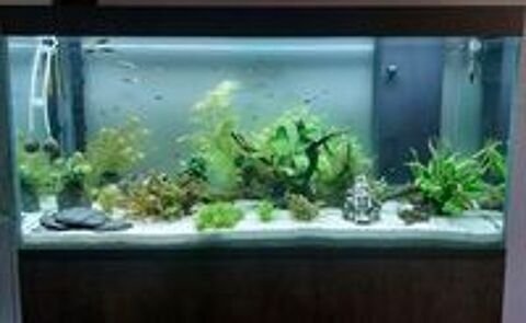   Aquarium + meuble + équipements 