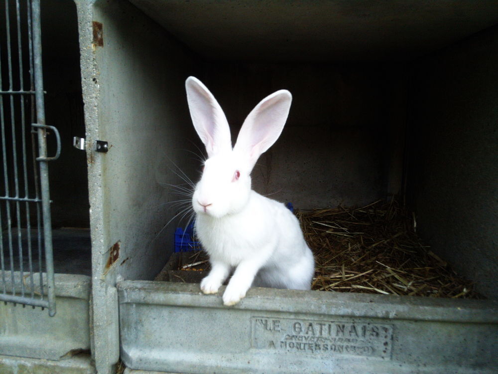   Lapin fermier femelle de 8 mois 