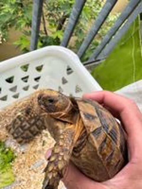    deux tortues Mâle et femelle 