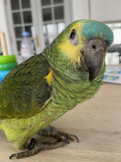 perroquet amazone femelle 7 mois 0 94160 Saint-mand�