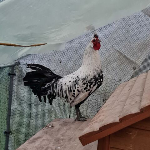 Coq race Appenzelloise 15 65400 Argels-gazost