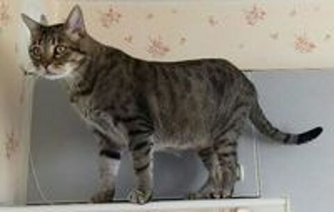   JASPE SENIOR TIGRE 11 ANS 