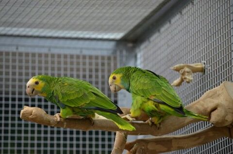 Couple d'amazones à épaulettes jaunes EPP 2019 indissociable 2450 35136 Saint-jacques-de-la-lande