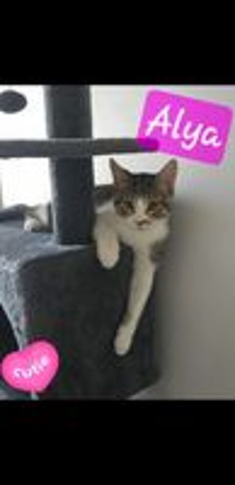   ALYA AYRTON ARON 