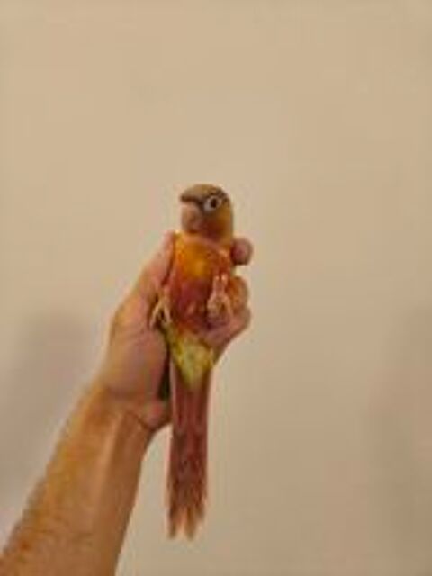   Conure de molina ananas eam 