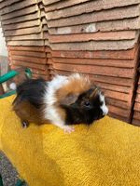   Cochon d'Inde  