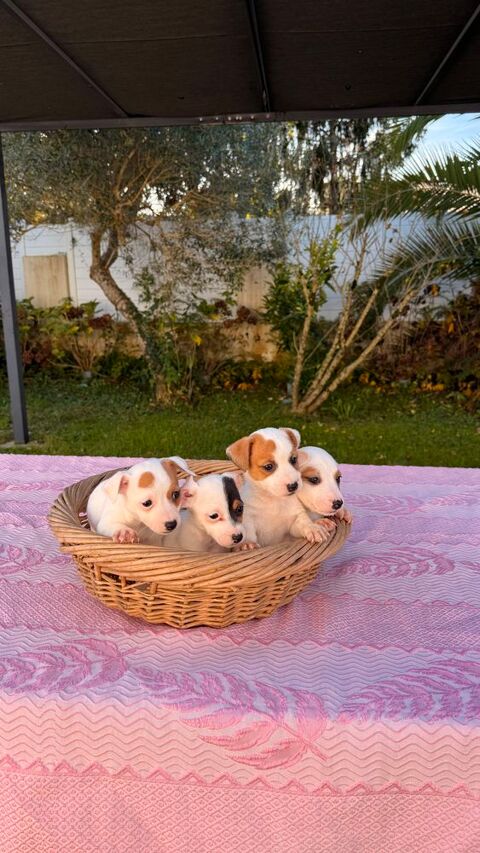 Chiots Jack Russel 600 40230 Saint-vincent-de-tyrosse