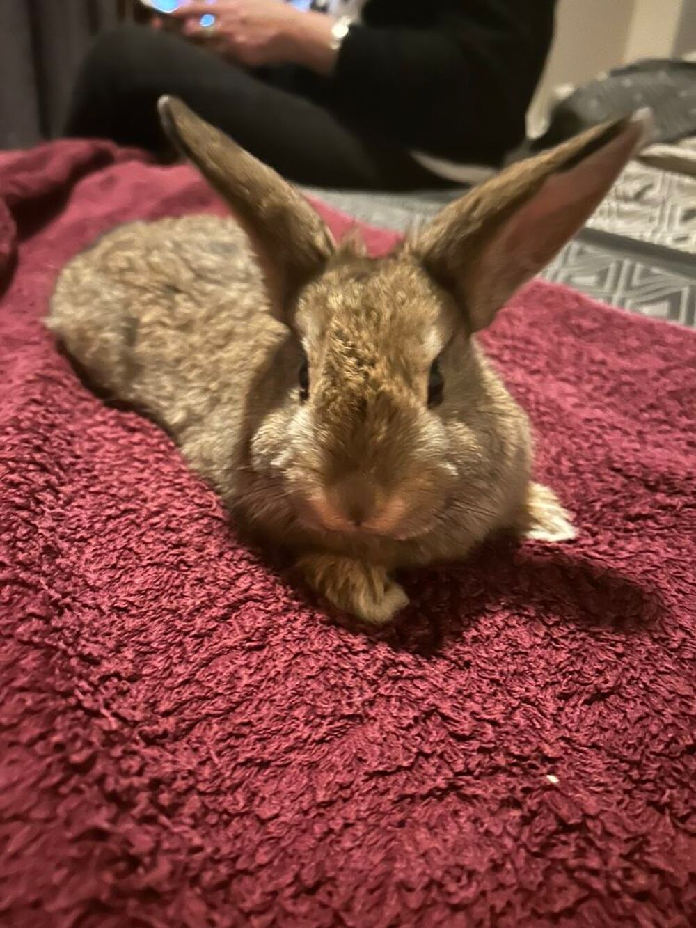   lapin nain 