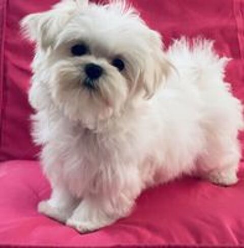   Mignons chiots bichon maltais  