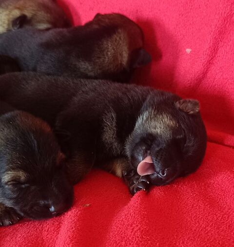 Superbe chiot berger allemand LOF 950 64300 Orthez