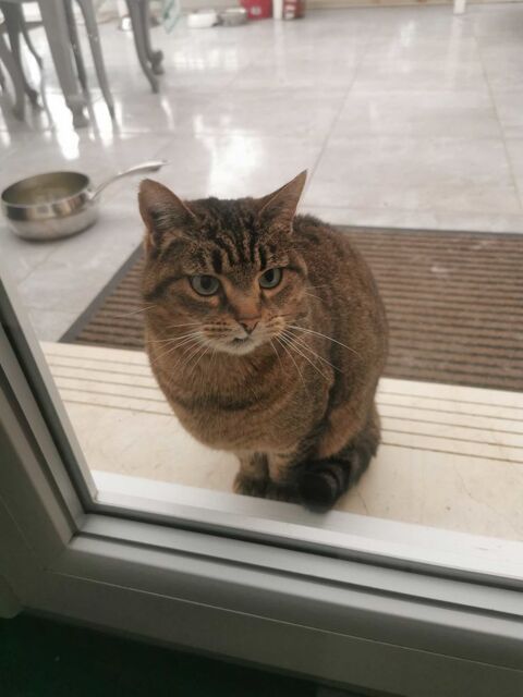 don de chat 0 11310 Saint-denis