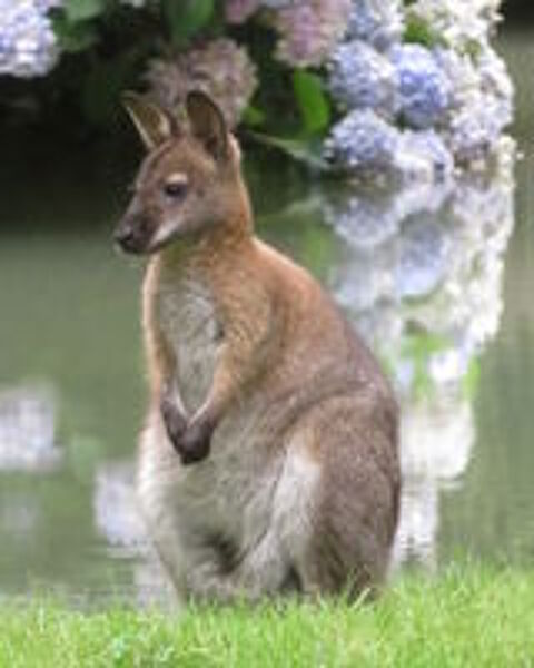  Jeune Mâle Wallaby de Bennett Gris 