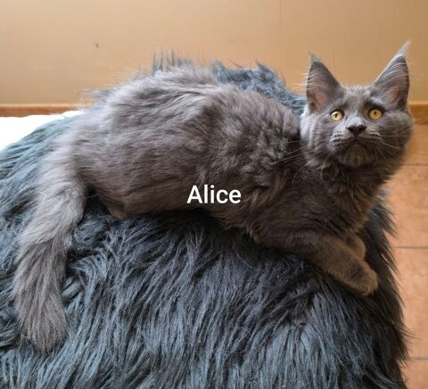  Chatons maine coon 900 30330 Tresques