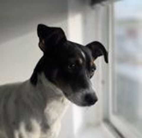 SNOOPY 300 95610 ragny