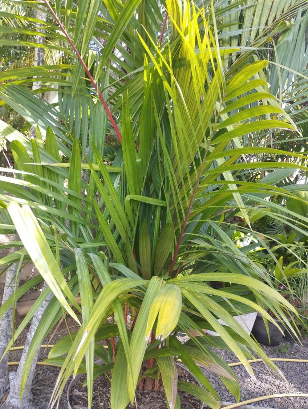 Palmier rouge &agrave; l&egrave;vres Jardin