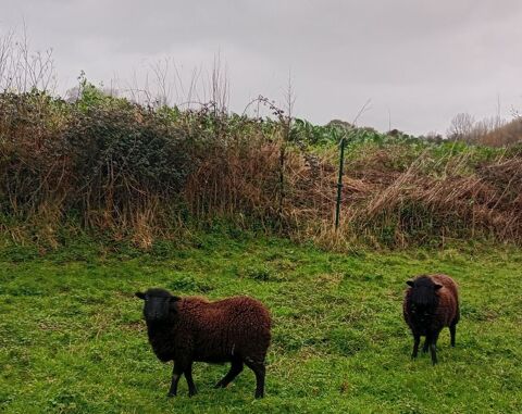 Brebis -agnelles d'Ouessant (8 mois) 70 29670 Henvic