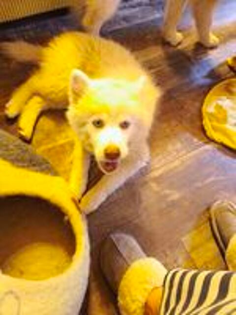   3 adorables femelles pomskies F4  