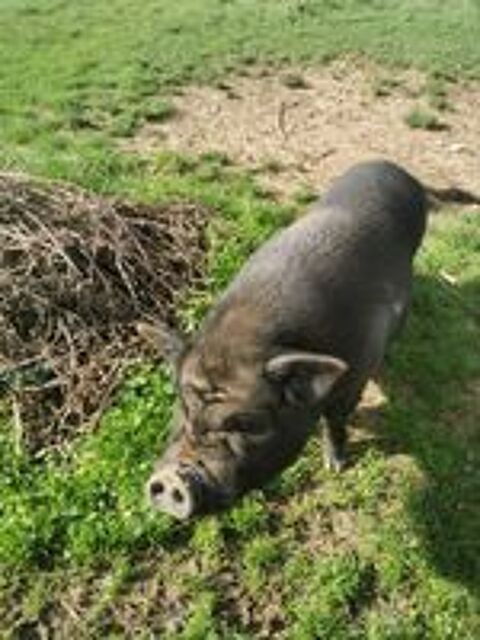   Cochon  nain 