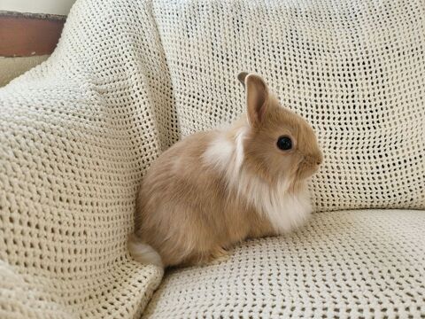 B&eacute;b&eacute;s lapins nains. 45 06210 Mandelieu-la-napoule