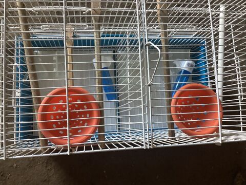 Cage avec canari 80 33750 Beychac-et-caillau