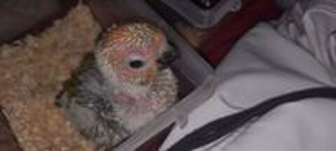   Conure aratinga jandaya  