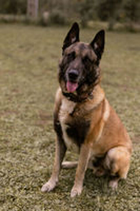   Lucky, malinois mâle, 10 ans, Montauban (82)  
