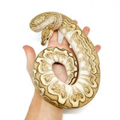   Python regius banana Pei Bald Python Royal 