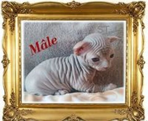   Sphynx LOOF Nom Stérilisée 