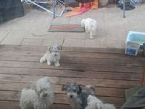   MAGNIFIQUES BICHONS MALTAIS 