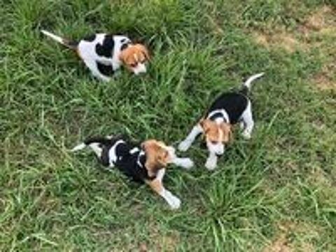   Adorables chiots Beagle Tricolore mâles  